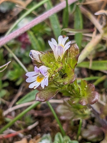 Euphrasia micrantha, photograph 5