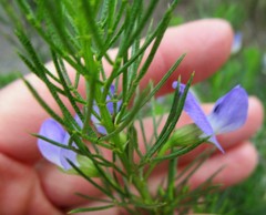 Psoralea azuroides