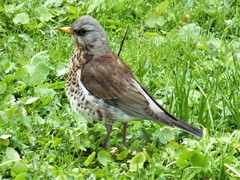 Turdus pilaris