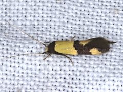 Opogona comptella