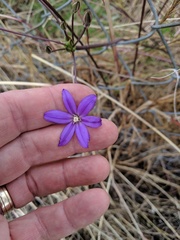 Brodiaea filifolia