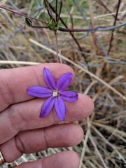Brodiaea filifolia