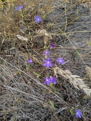 Brodiaea filifolia