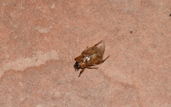 Cyclocephala lunulata