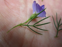 Psoralea azuroides