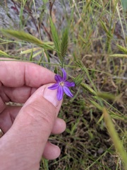 Brodiaea filifolia