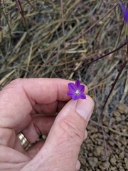 Brodiaea filifolia