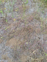 Brodiaea filifolia