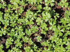 Hydrocotyle muscosa