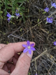 Brodiaea filifolia