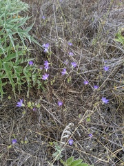 Brodiaea filifolia