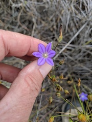 Brodiaea filifolia