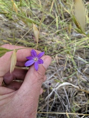 Brodiaea filifolia
