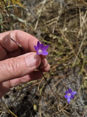 Brodiaea filifolia