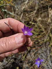 Brodiaea filifolia