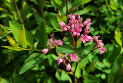Apocynum venetum