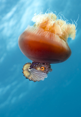 Representative image of Argonauta