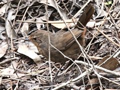 Pycnoptilus floccosus