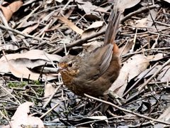 Pycnoptilus floccosus