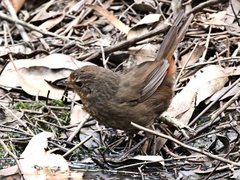 Pycnoptilus floccosus