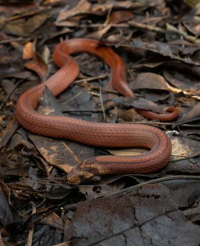 Double-striped Kukri Snake