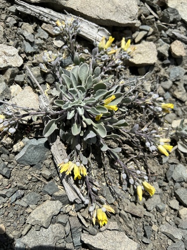 Image of Physaria alpestris by no rights reserved