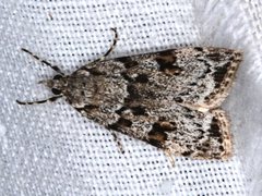 Eudonia protorthra