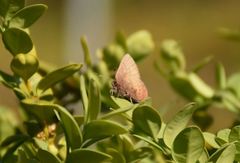 Callophrys augustinus iroides