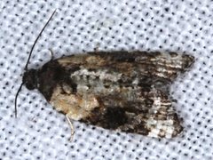 Asthenoptycha iriodes