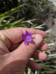 Brodiaea filifolia