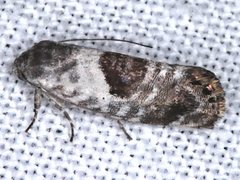 Eupselia carpocapsella