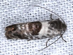 Eupselia carpocapsella