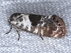 Eupselia carpocapsella