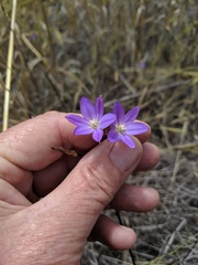 Brodiaea filifolia
