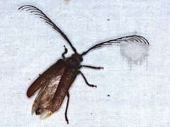 Enneaphyllus aeneipennis