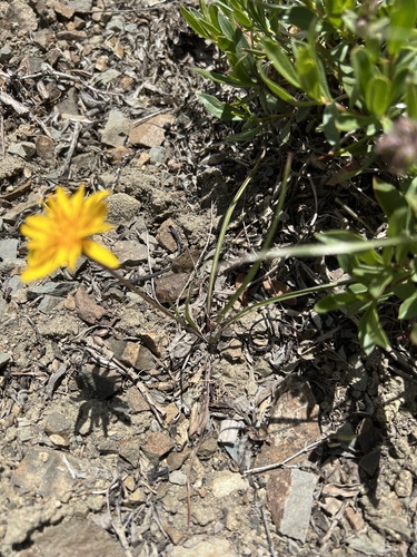 Image of Microseris nutans by no rights reserved