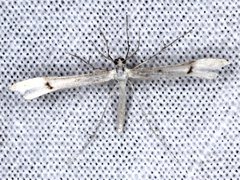 Stenoptilia phaeonephes