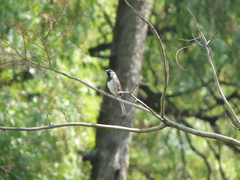 Passer domesticus