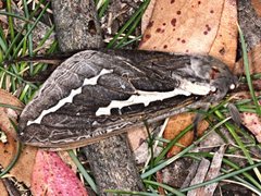 Abantiades latipennis