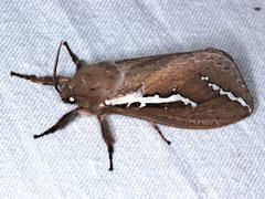 Abantiades latipennis