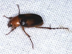 Phyllotocus bimaculatus