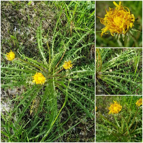Taraxacum dissectum (Taraxacum dissectum)