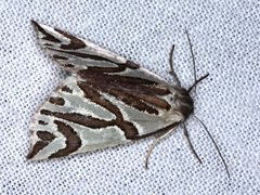 Thalaina inscripta