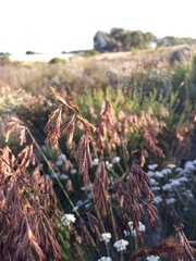 Thamnochortus punctatus