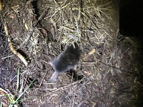iNaturalist observation photo of Northern Broad-footed Mole