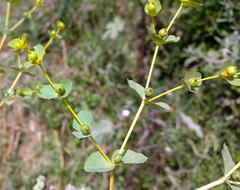 Euphorbia microsphaera