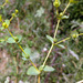 Euphorbia microsphaera - Photo (c) Ron Frumkin, algunos derechos reservados (CC BY-NC), subido por Ron Frumkin