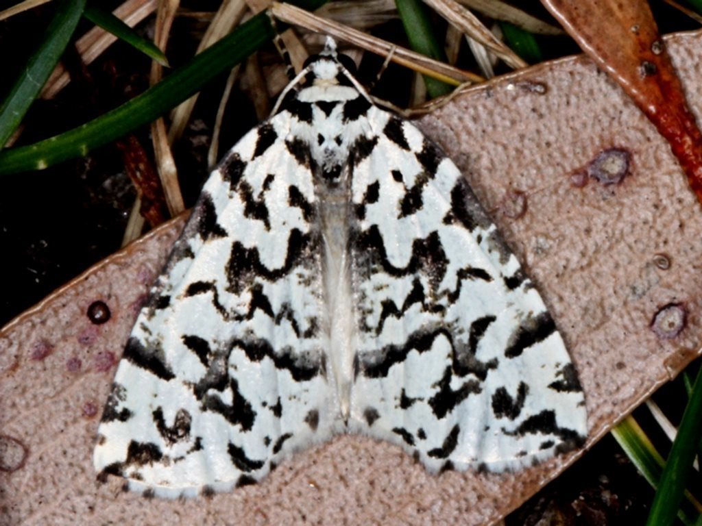 Archephanes