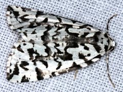 Archephanes zalosema