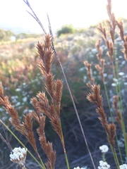Thamnochortus punctatus